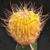 Echinofossulocactus_albinos